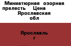 Миниатюрная, озорная прелесть. › Цена ­ 15 000 - Ярославская обл., Ярославль г. Животные и растения » Собаки   . Ярославская обл.,Ярославль г.